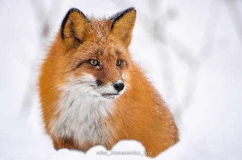 Лиса. Сахалин