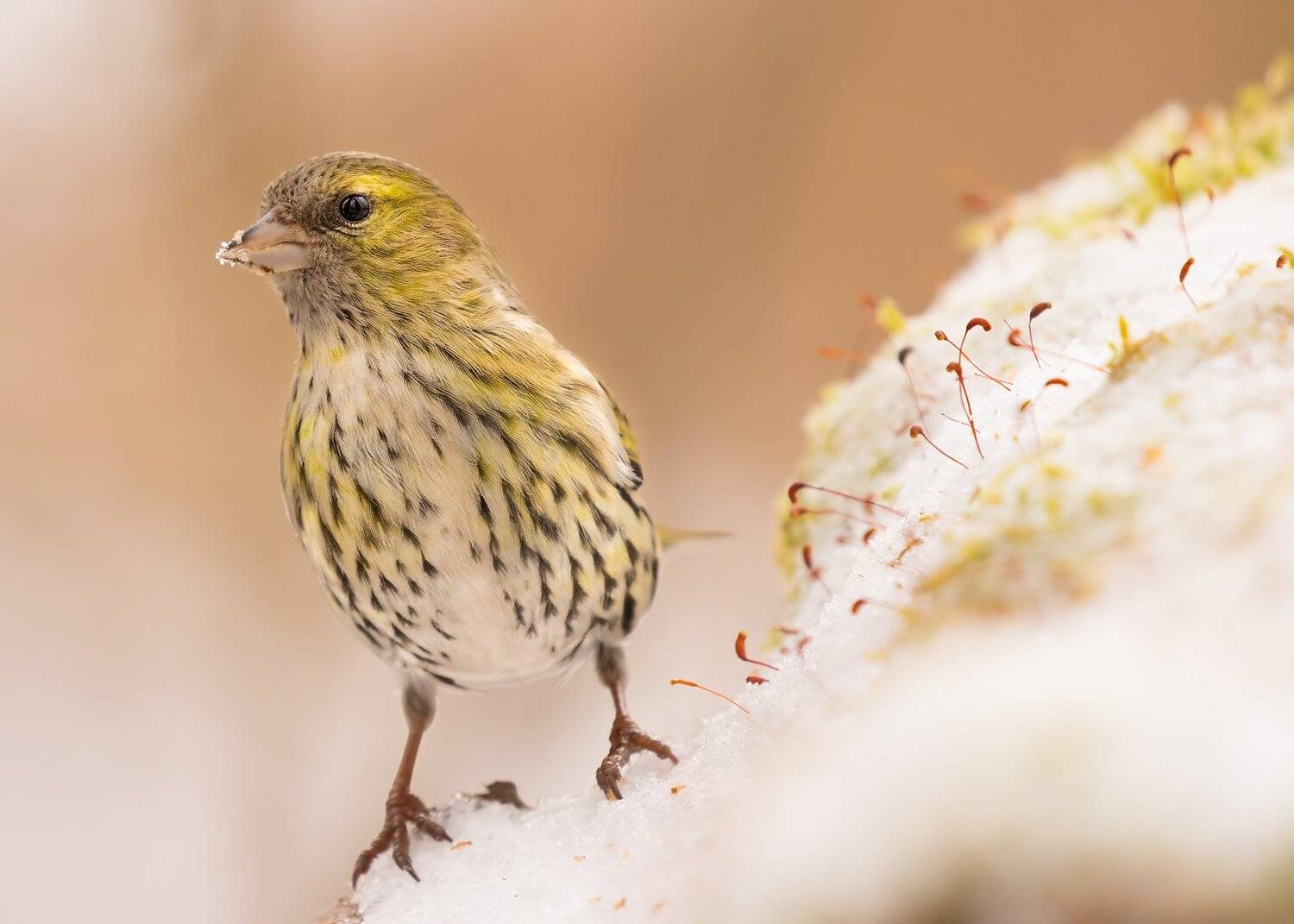 , Robert Adamec