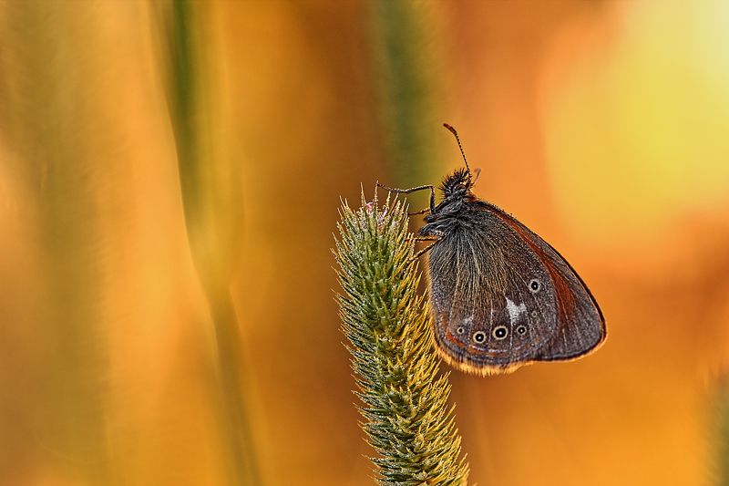 Июль фото превью