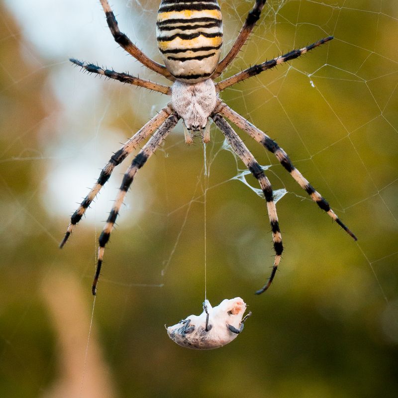 wildlife, insects,spider, насекомые, паук, паук-оса, argiope bruennichi Баю-баюшки-баю фото превью