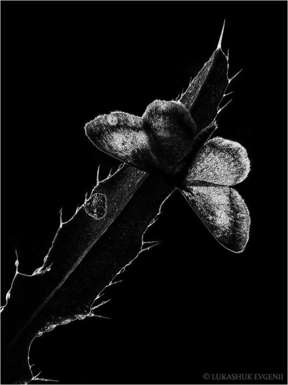 , Евгений Лукашук