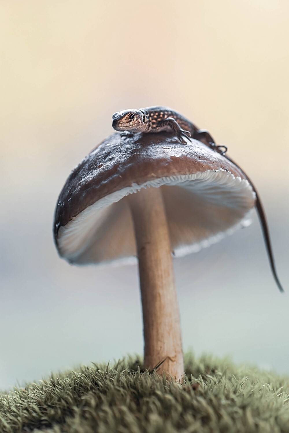 , Лапшина Владлена