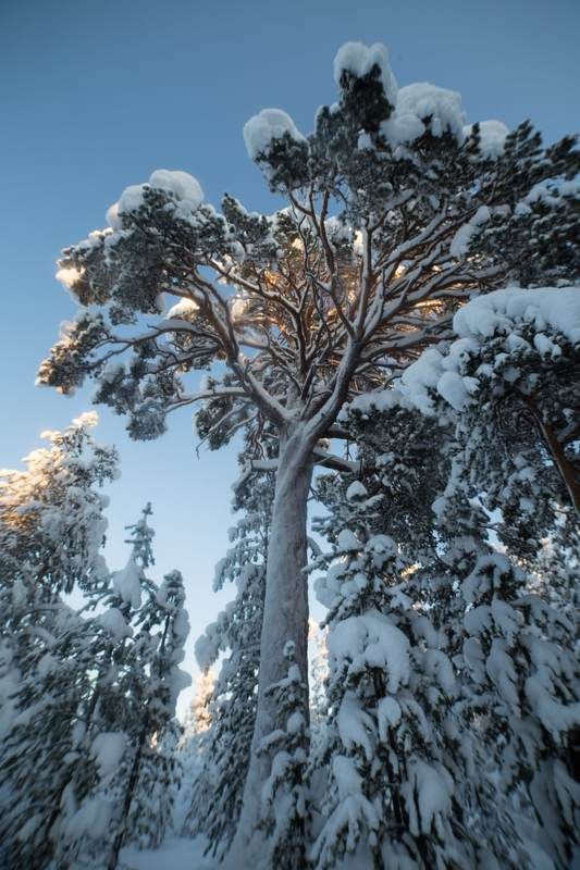 природа, снег, мороз, север, сугробы, ловозеро, ель «В оковах зимы» фото превью