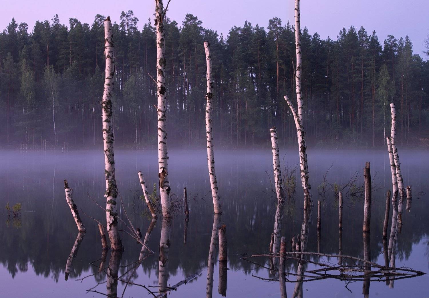 утро, березки ,туман, Тимофей Бутов