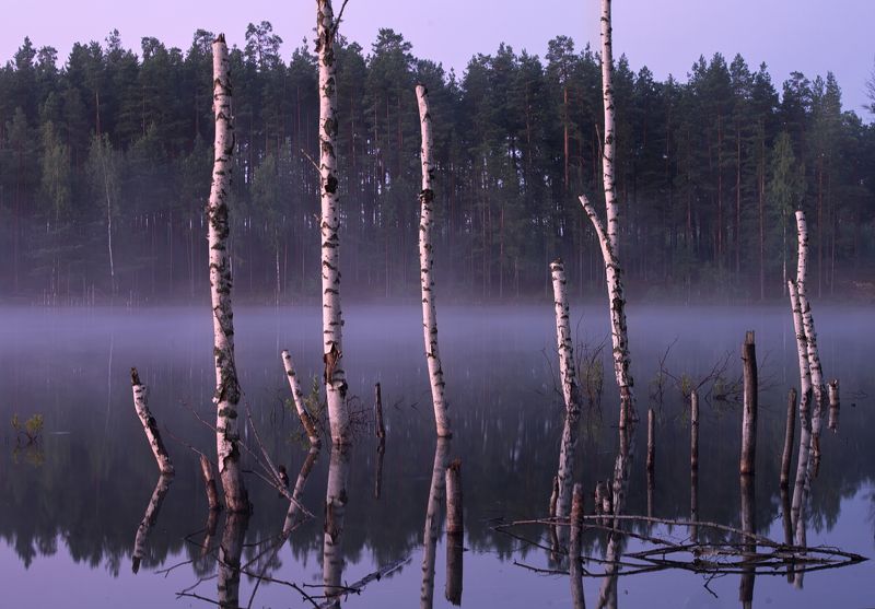 утро, березки ,туман Штрих-код Чебоксар  фото превью