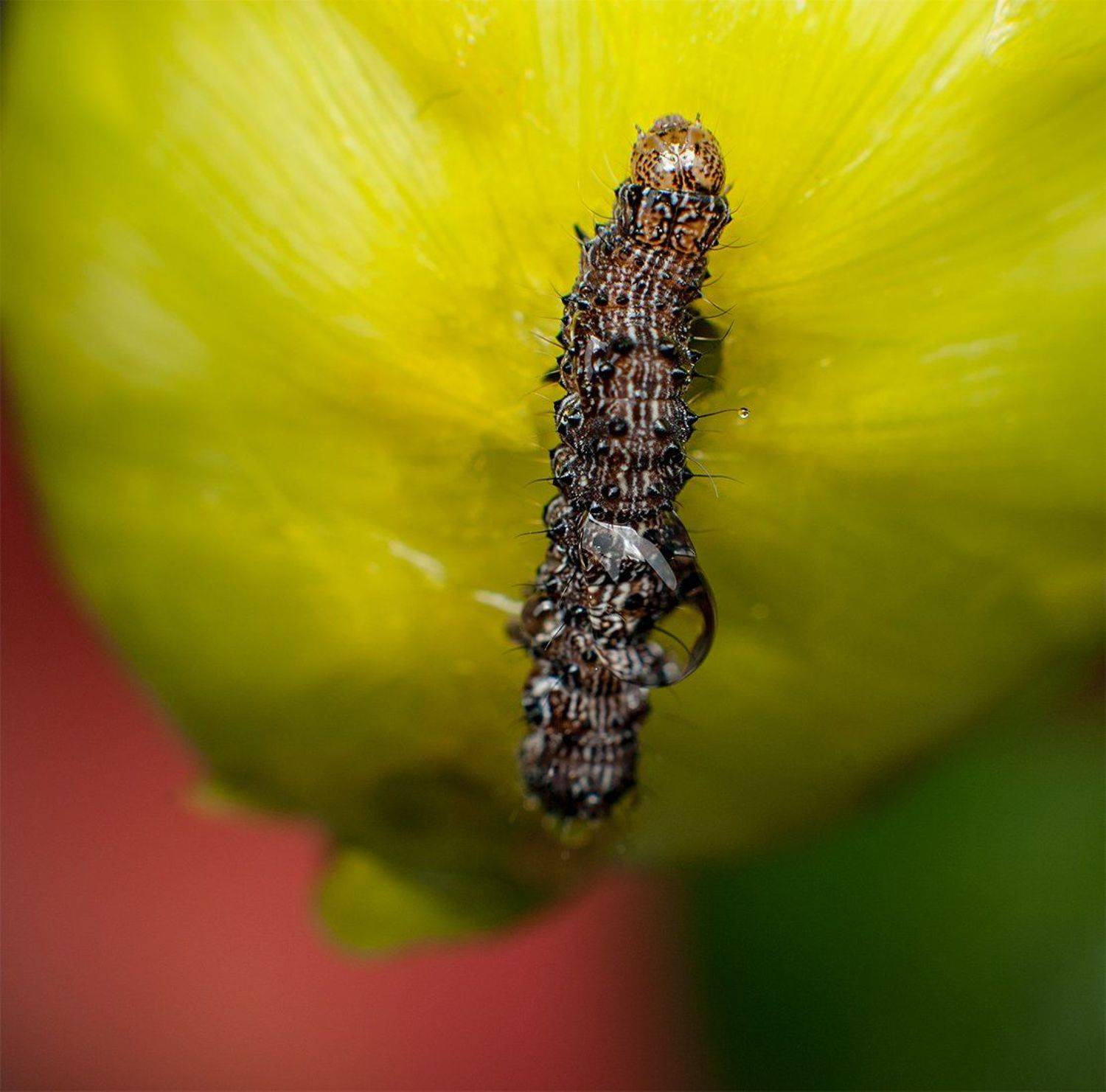 Бутон, Гусеницамакро, Дмитрий Недочитанный