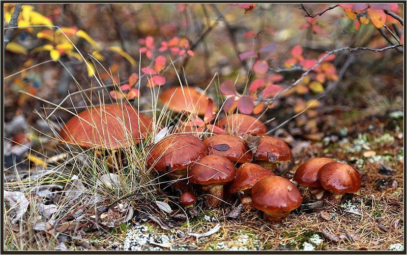 Маслята фото превью