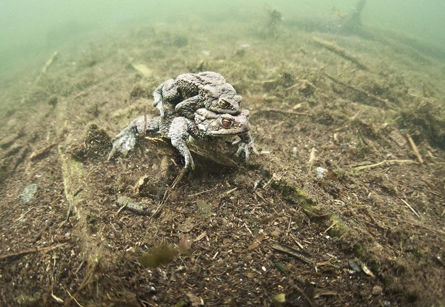 , Эдуард VTORNIK  Николаев