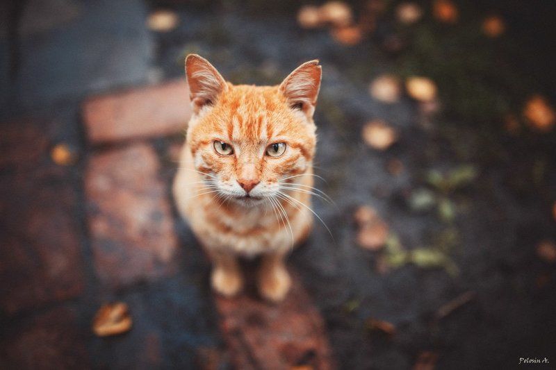 Харизматичный кот фото превью