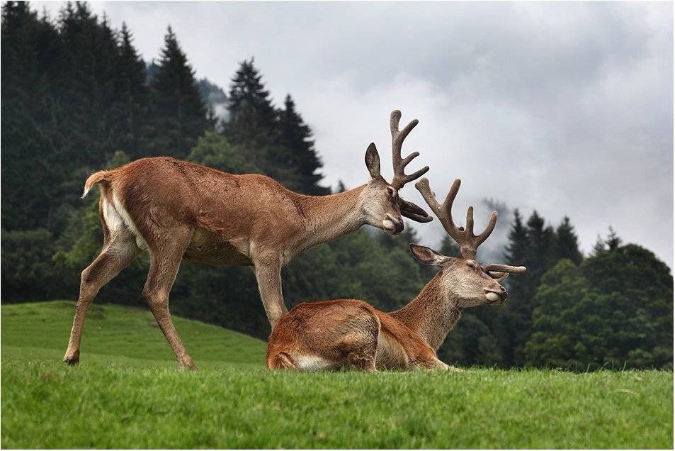 , Вика Иванова