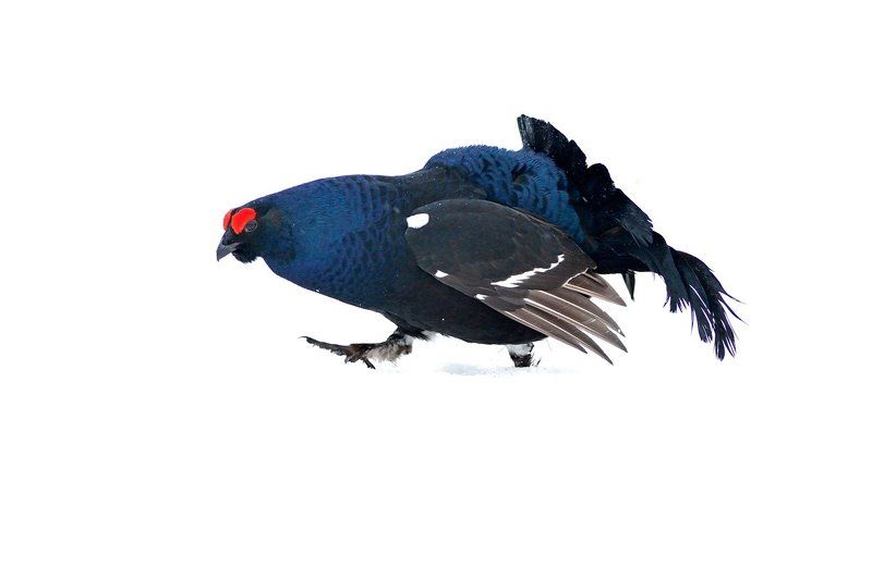 Правой! фото превью