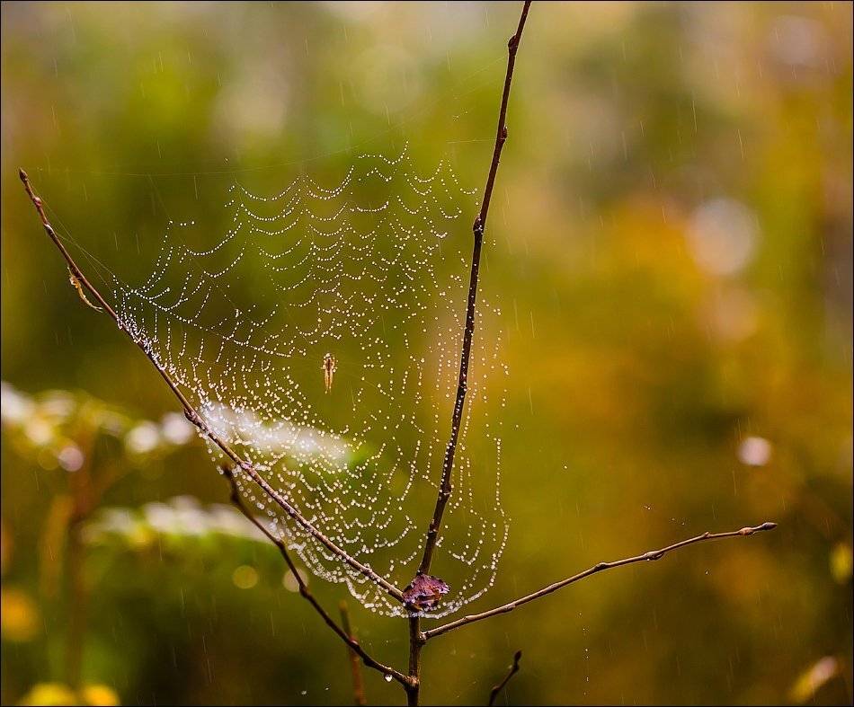 , Бурлов Андрей