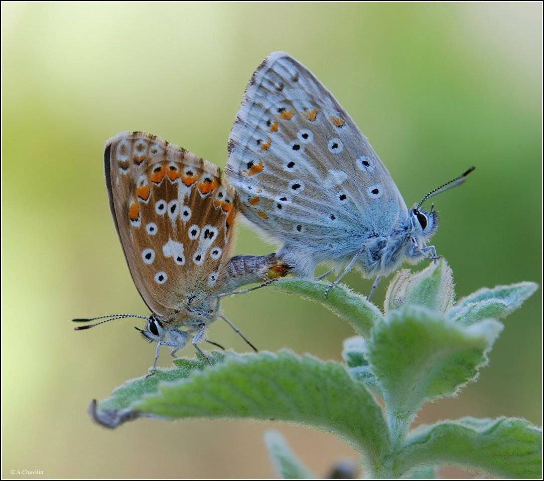 бабочки,голубянки,парочка,coridonius,caucasica,армения, Александр Чувилин