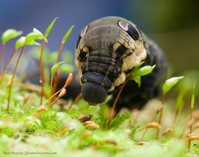 Гусеница, Макро, Мох Мохоед фото превью