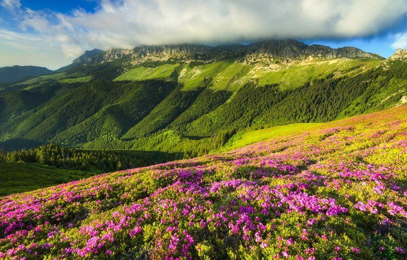 Flowers, Landscape, Mountain, Nature Mountain Summer фото превью