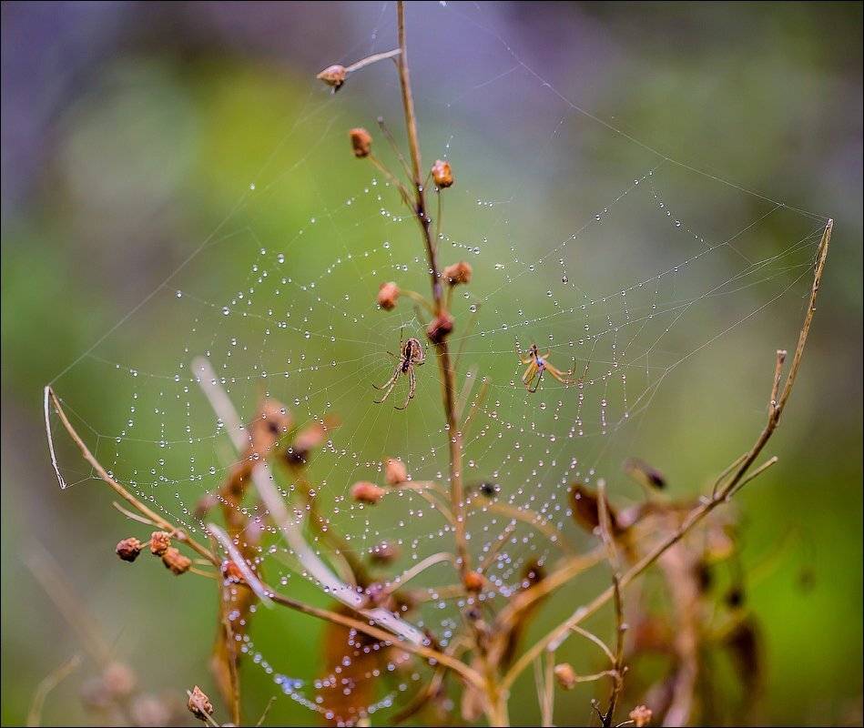, Бурлов Андрей