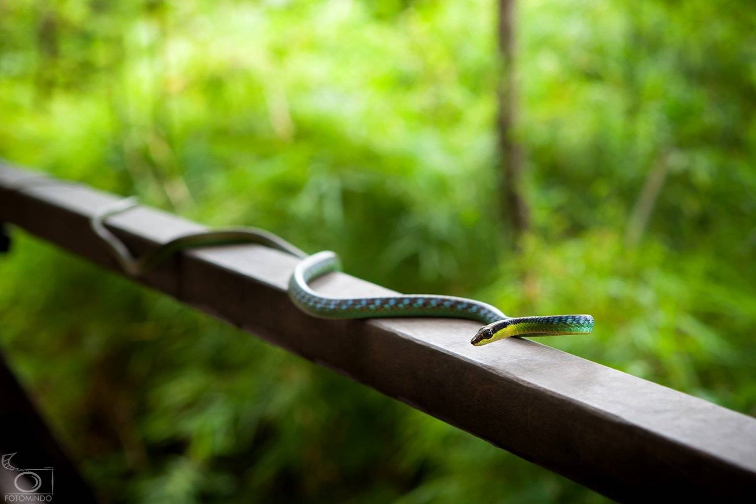 , Mindaugas Navickas