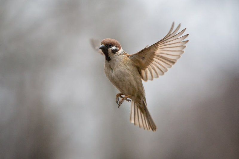 *** фото превью