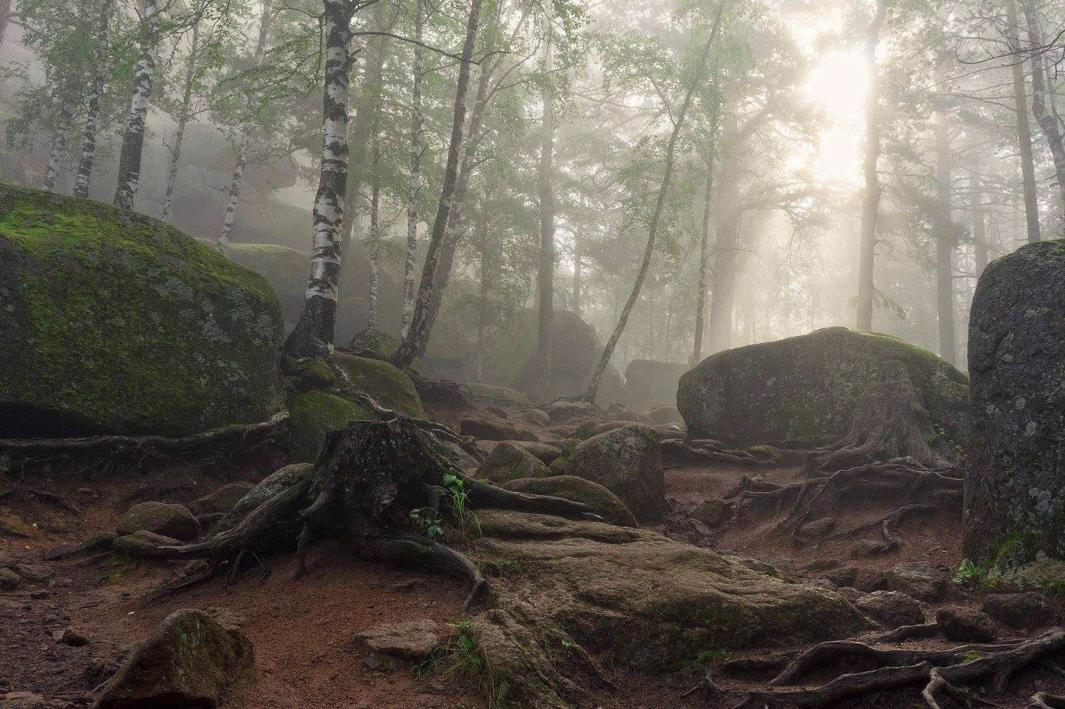 Деревья, Камни, Лес, Мох, Пейзаж, Природа, Туман, Криволуцкий Игорь