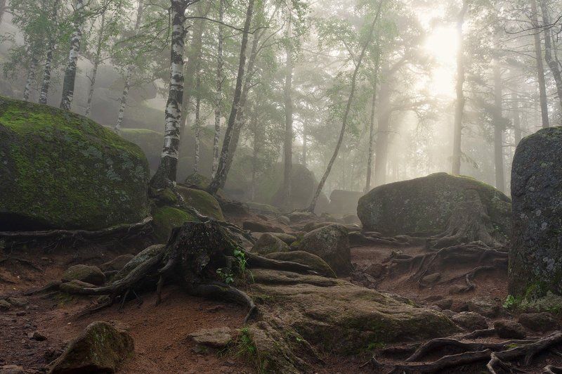 Деревья, Камни, Лес, Мох, Пейзаж, Природа, Туман Непокорная планета фото превью