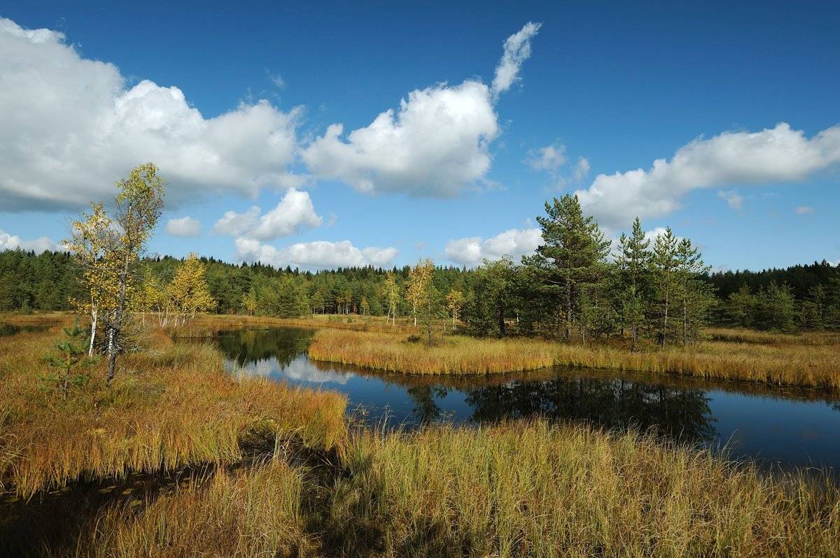 , Сергей Седов