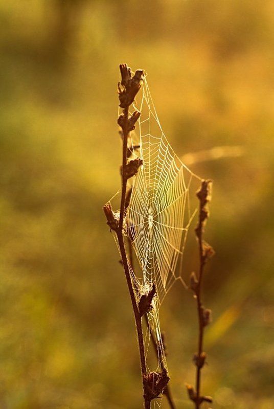 Spider\'s web фото превью