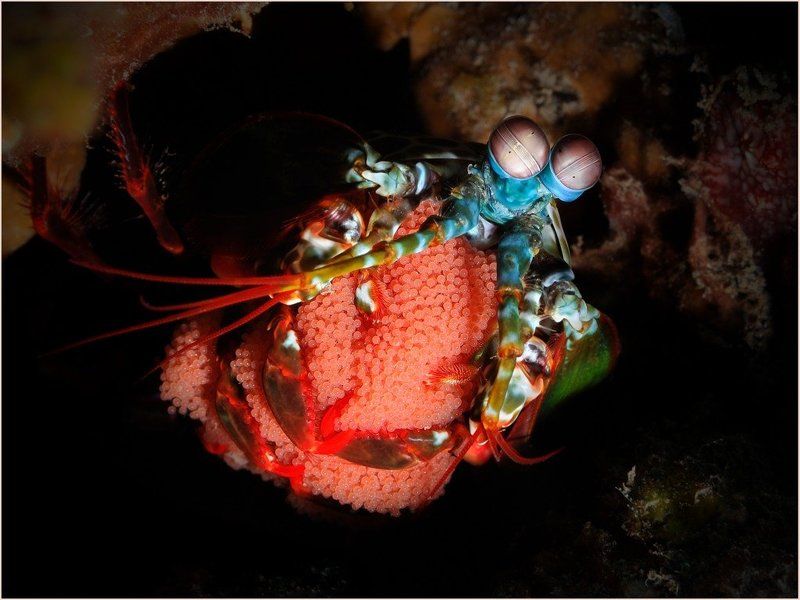 Eggs фото превью