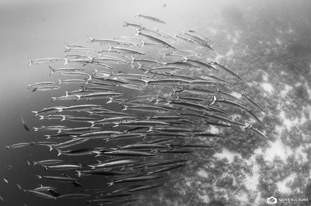 barracuda, diving, egypt, fish, group, photo, red sea, school, underwater, Nadya Kulagina