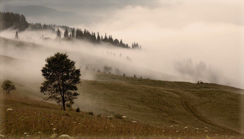 утро, туман, горы Утро туманное фото превью