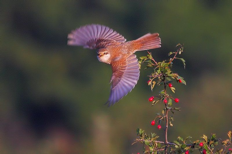 Песня... фото превью