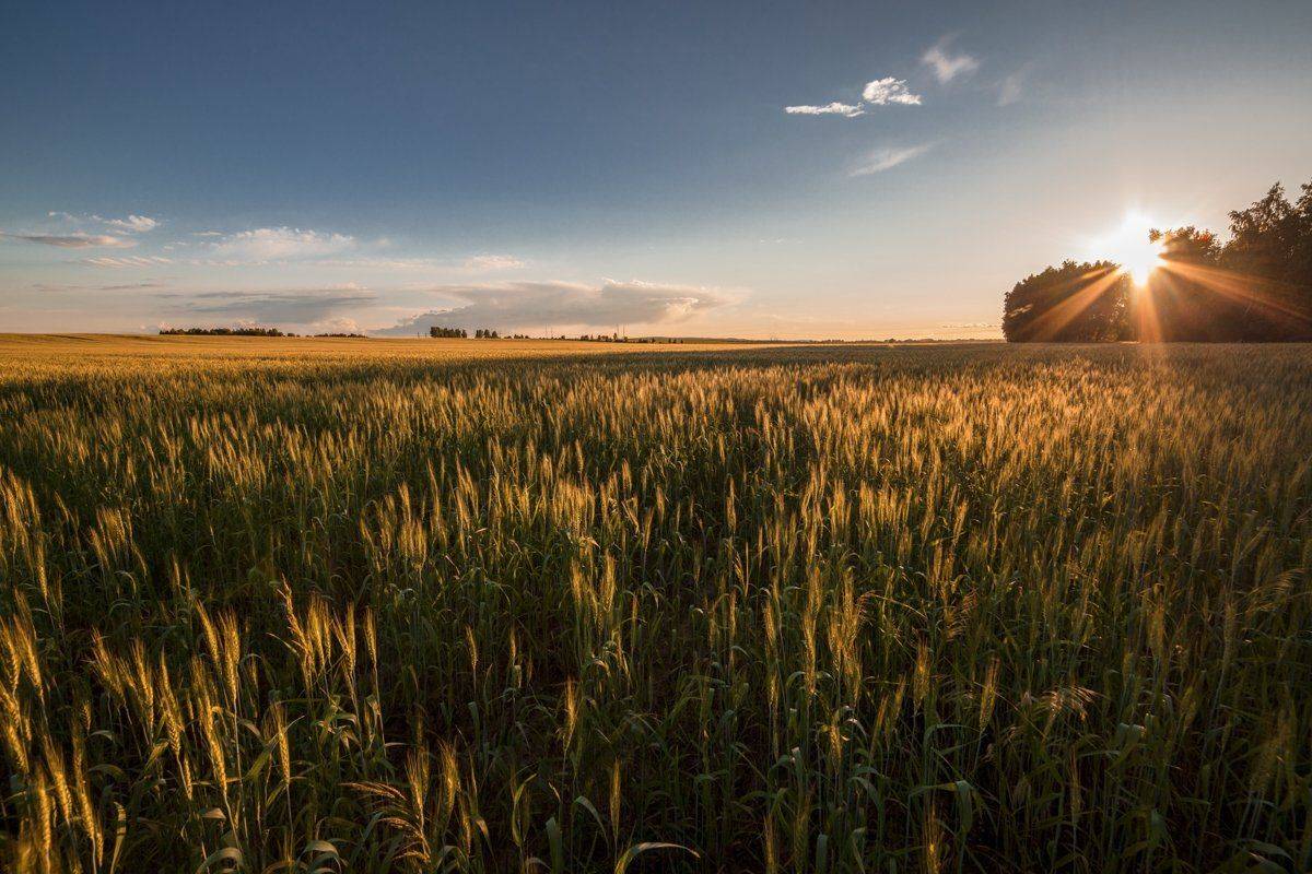 , Евгений Цветков