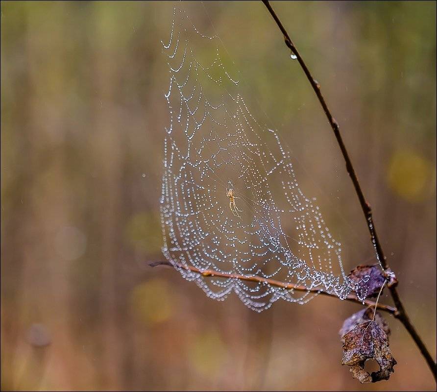 , Бурлов Андрей
