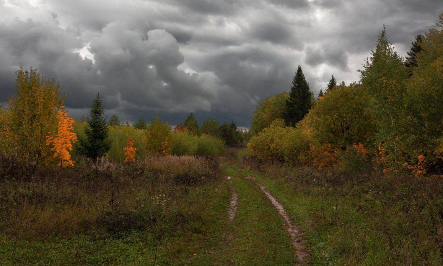 лес, зелень, краски, осень, дорога, колея, тучи, сентябрь, Георгий Машковцев