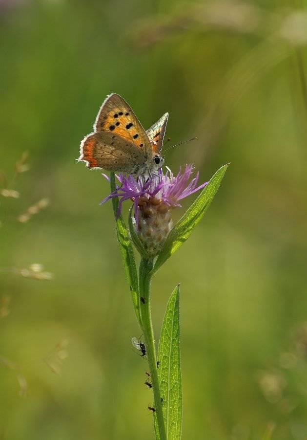 , Чепленко Алексей