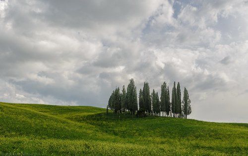 Iconic cypresses of Tuscany