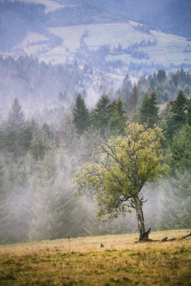 Карпаты, Осень, Пасмурно, Сентябрь, Туман, Вейзе Максим