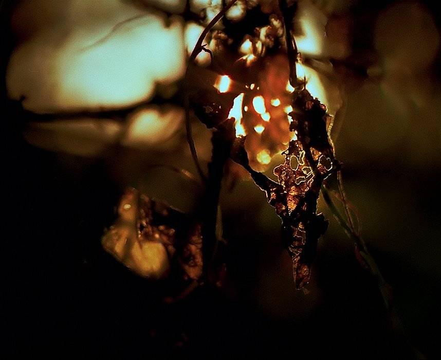 wake,macro,helios,canon, Эмеральд Ваке &copy;