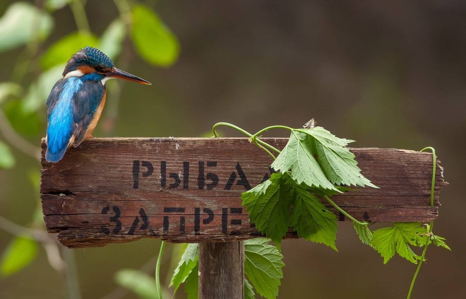 Зимородок, Саров, Фотоохота, Александр Чибиркин