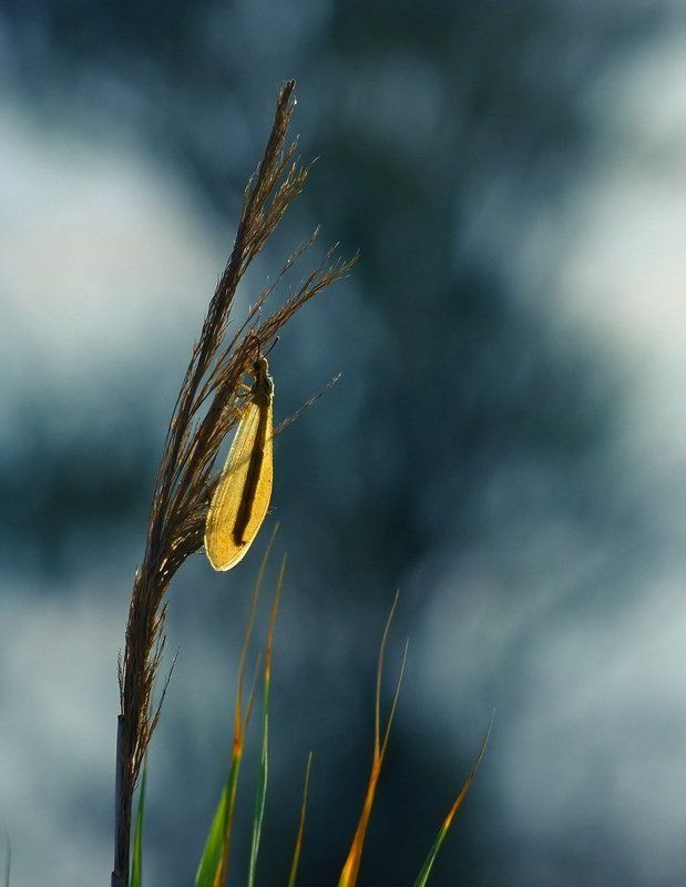 закат.лето. Карамелька фото превью