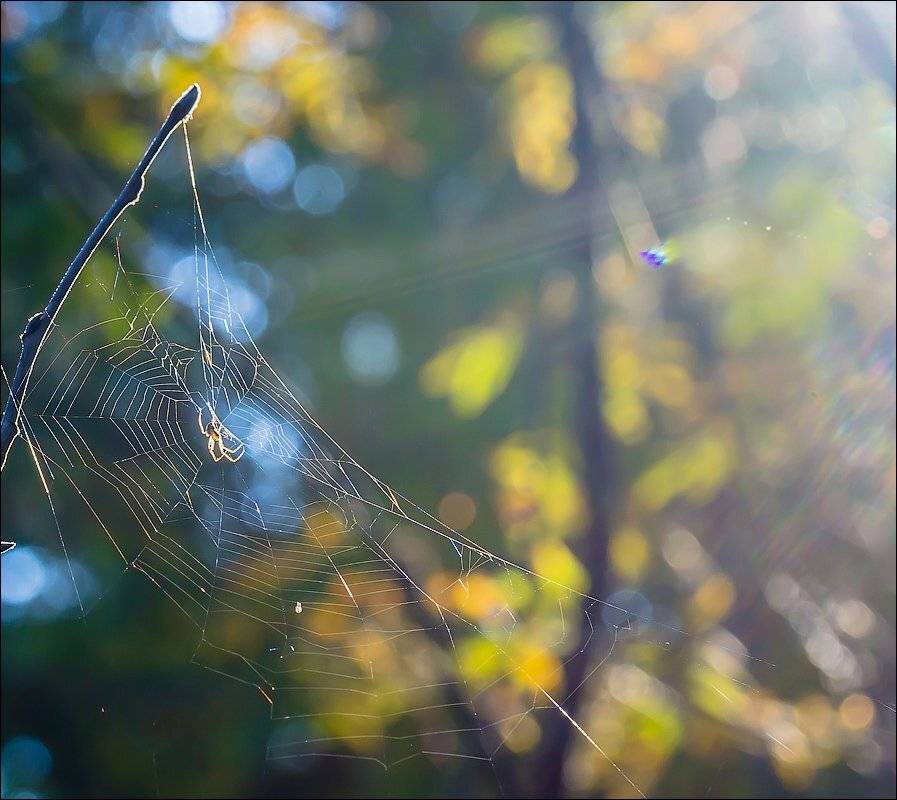 , Бурлов Андрей