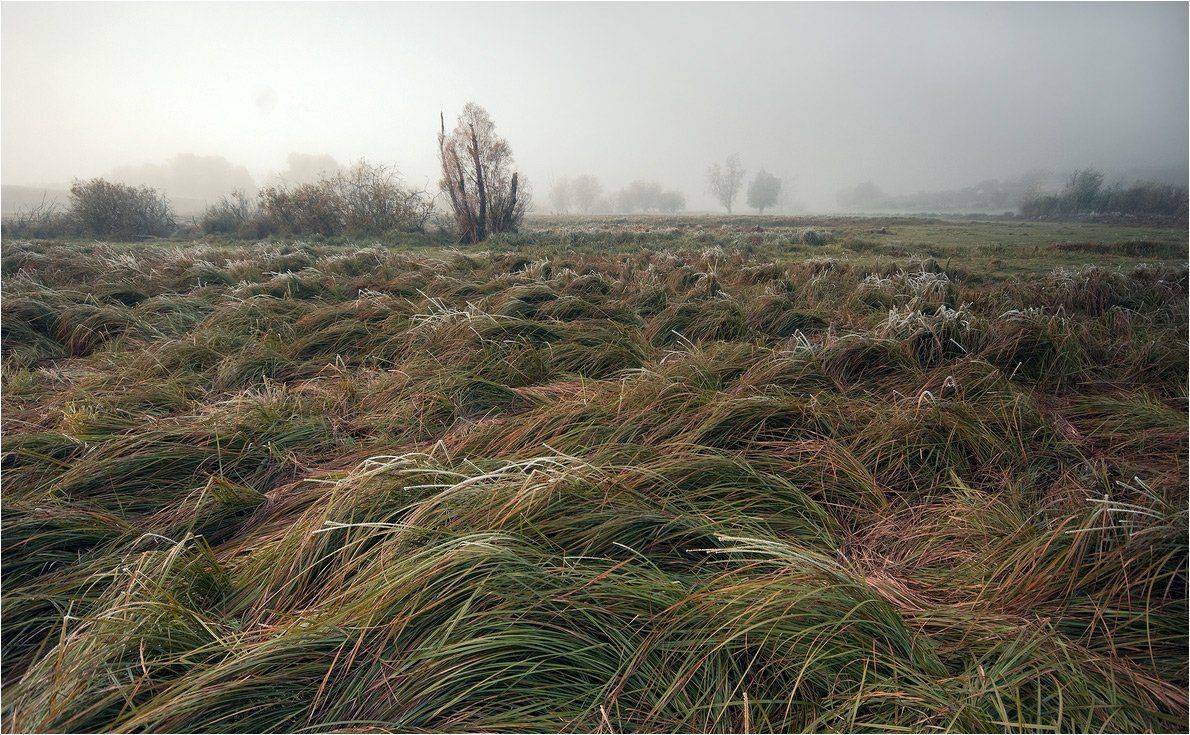 , Николай Шахманцир