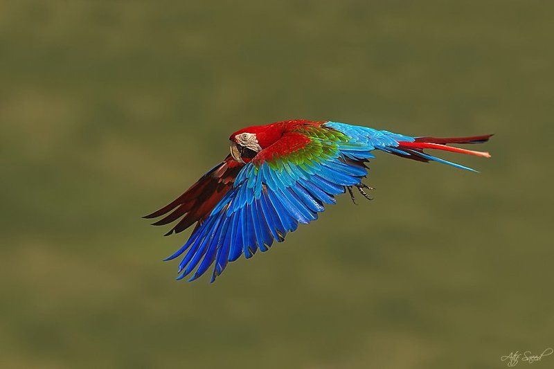 ! фото превью