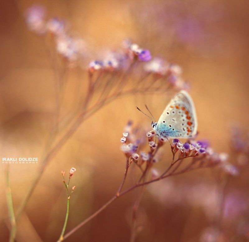 blur, butterfly, color, flowers, irakli dolidze, macro, yellow **** фото превью