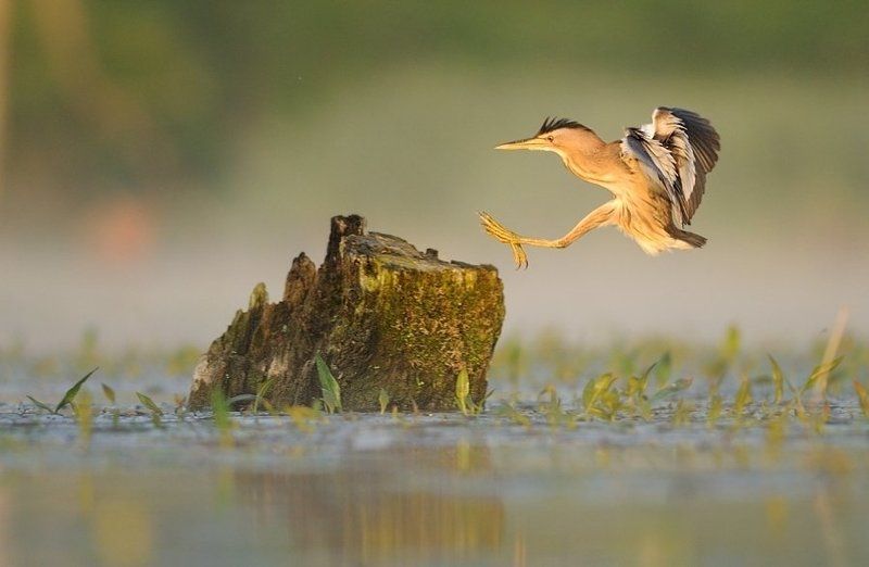 Little bittern фото превью