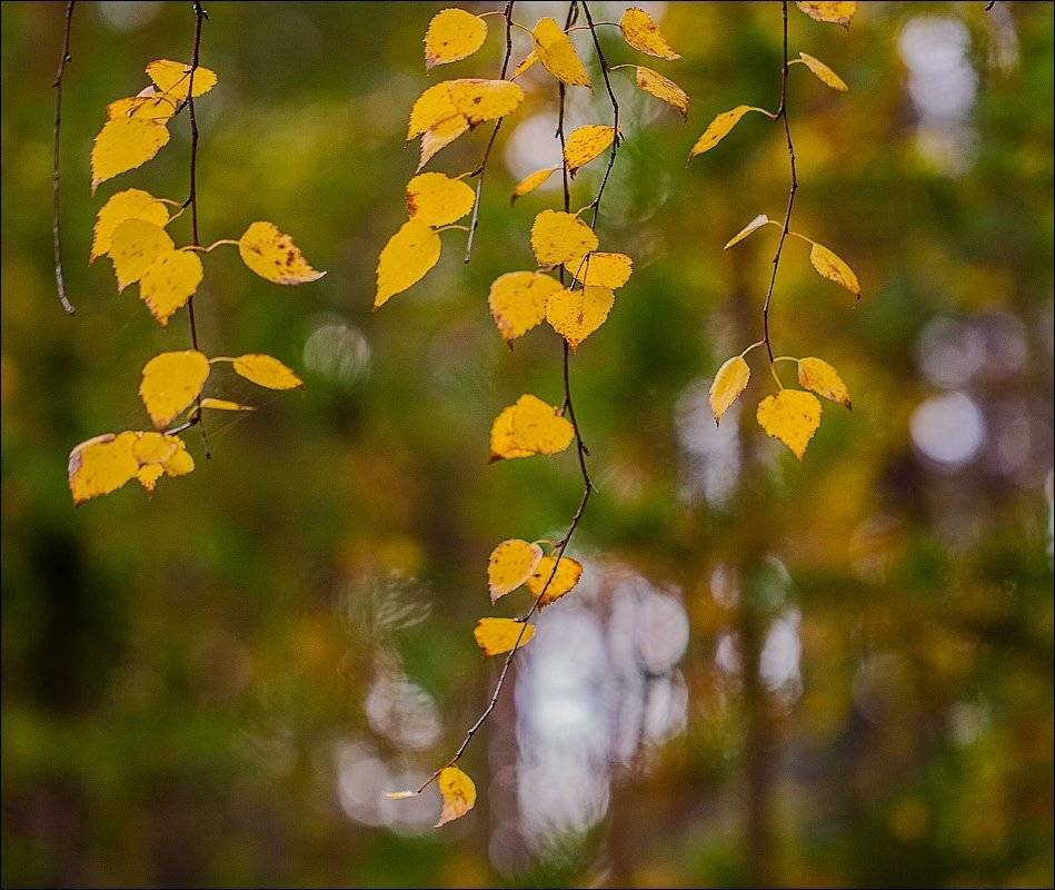 , Бурлов Андрей