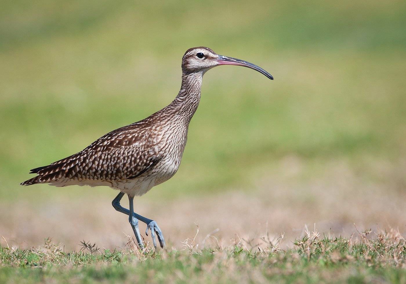 , Андрей Канышев