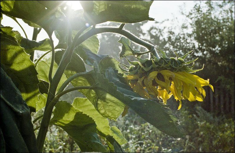 Подсолнух фото превью