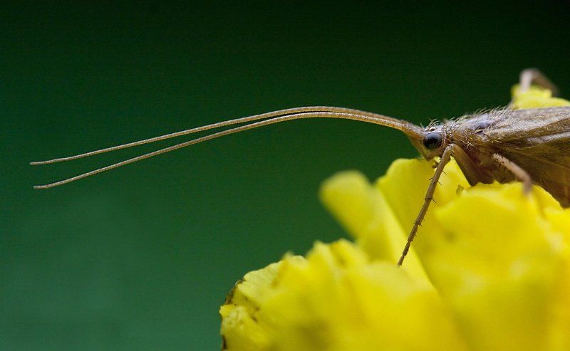* фото превью