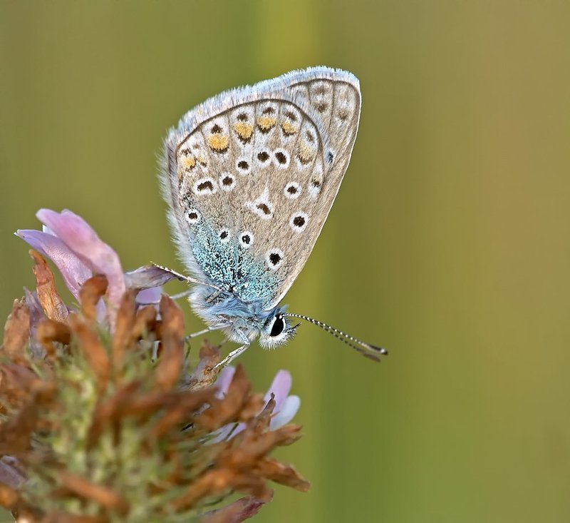 *** фото превью