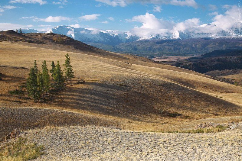 РАСЧЕСКА фото превью